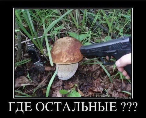Где остальные грибы