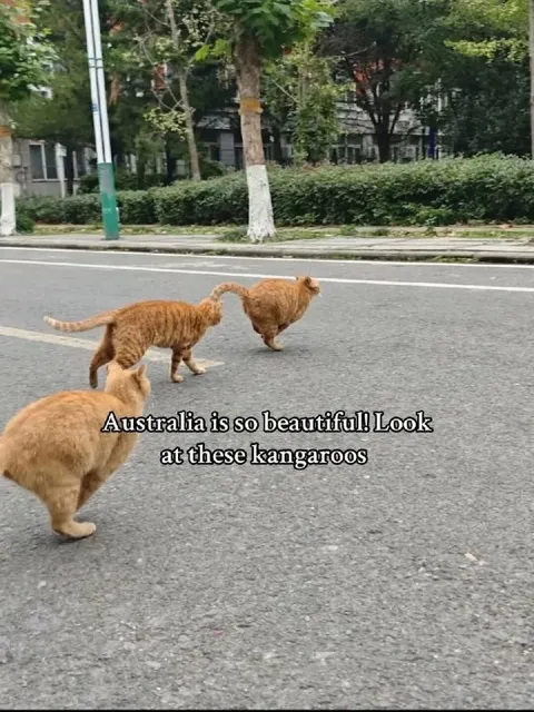 Australian Cats Mistaken for Kangaroos