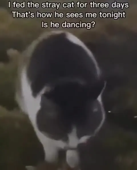 Stray Cat Sees Me Dancing