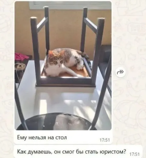 Кот-юрист на столе