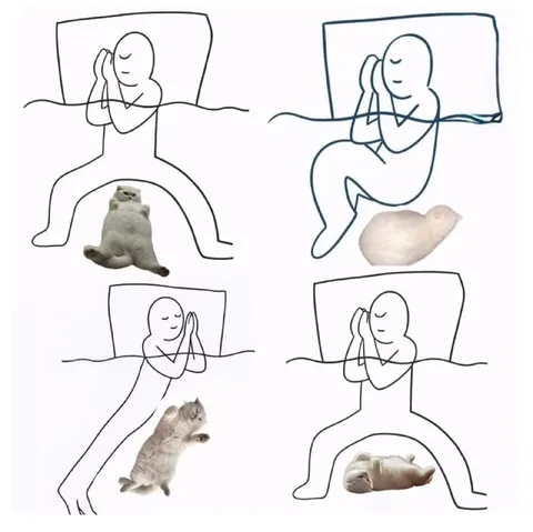 Коты спят в разных позах