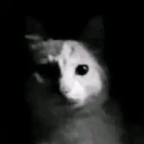 Жуткий кролик в темноте