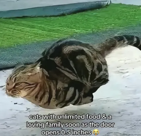 Cats Rush the Open Door