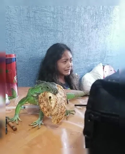 Игуана украла еду
