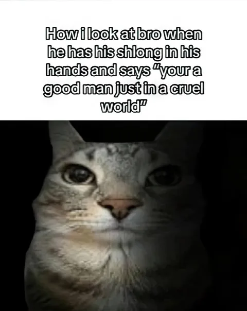 Cat Judging a Strange Compliment