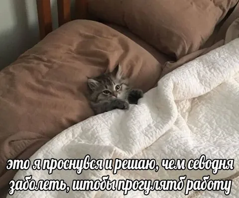Кот решает, чем заболеть