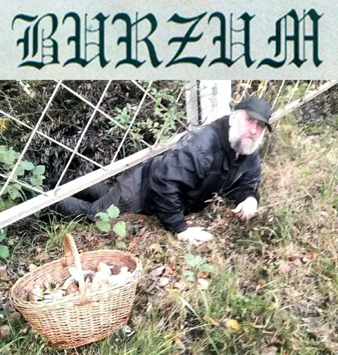 BARZINI ищет грибы