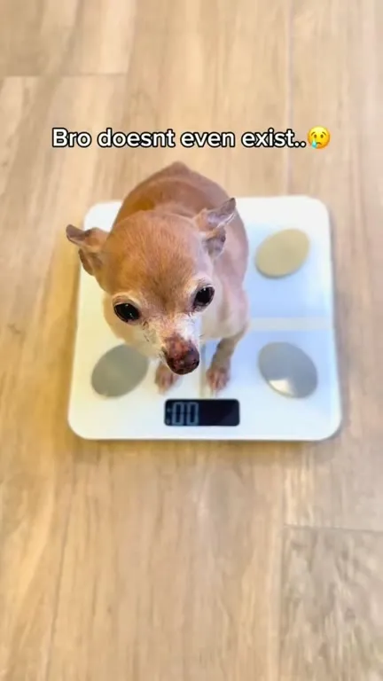 Bro Weighs Nothing