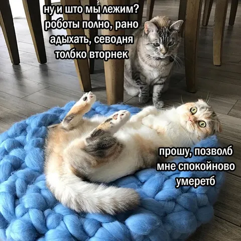 Лежим, потому что вторник
