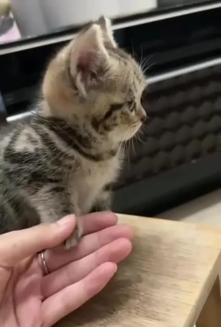Котёнок делает вид, что не слышит