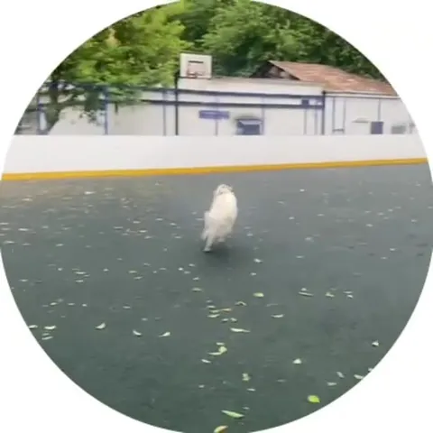 Собака носится с лимонадом