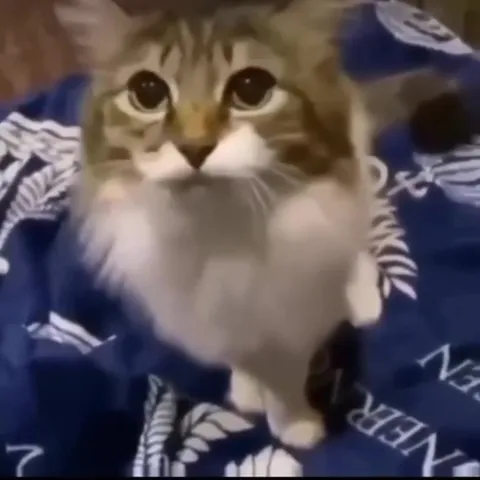 Кот внезапно отворачивается