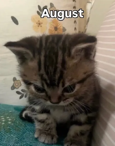 Grumpy August Kitten