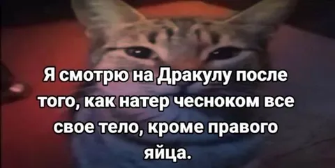 Кот смотрит на Дракулу