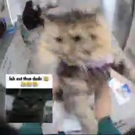 Tiny Kitten Emotional Rollercoaster