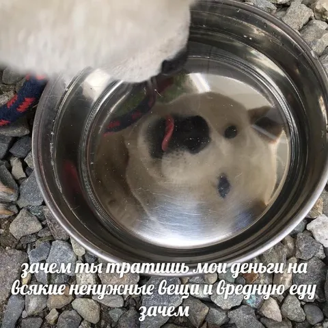 Кот требует объяснений за траты