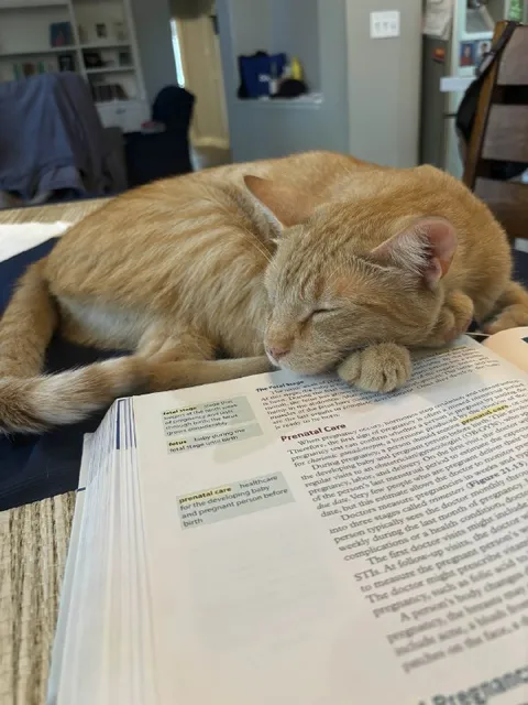 Cat Studying Prenatal Care
