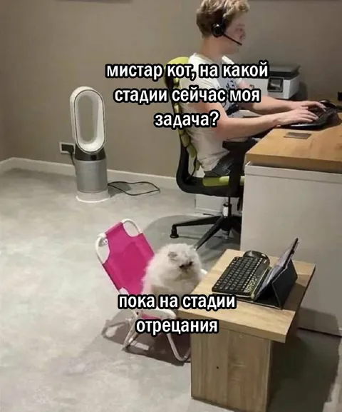 Кот на стадии отрицания