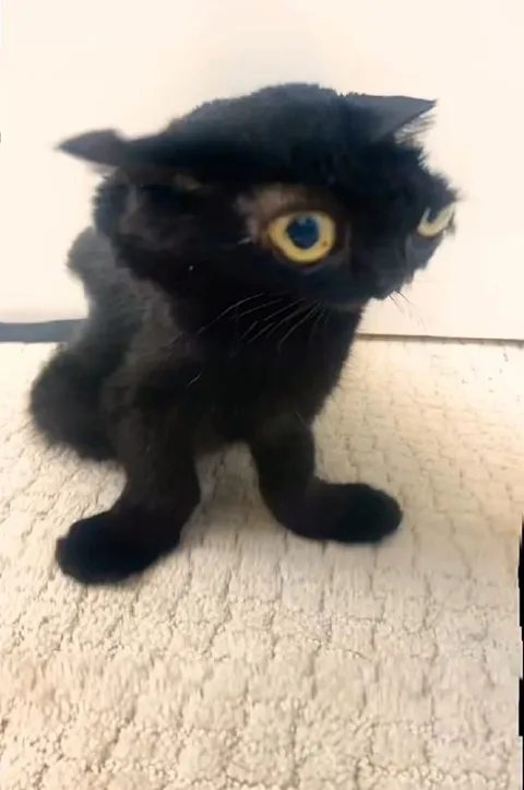 Чёрный кот с огромными глазами
