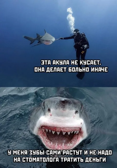 Акула не кусает, а делает больно