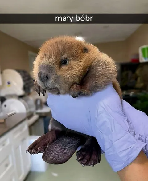 Mały bóbr u weterynarza