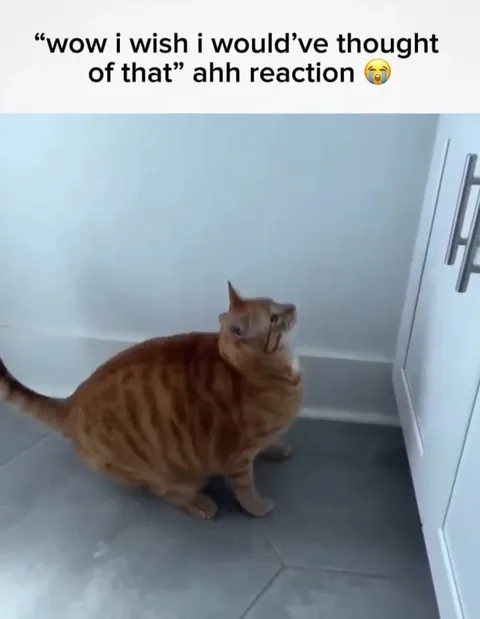 Cat Opens the Cabinet