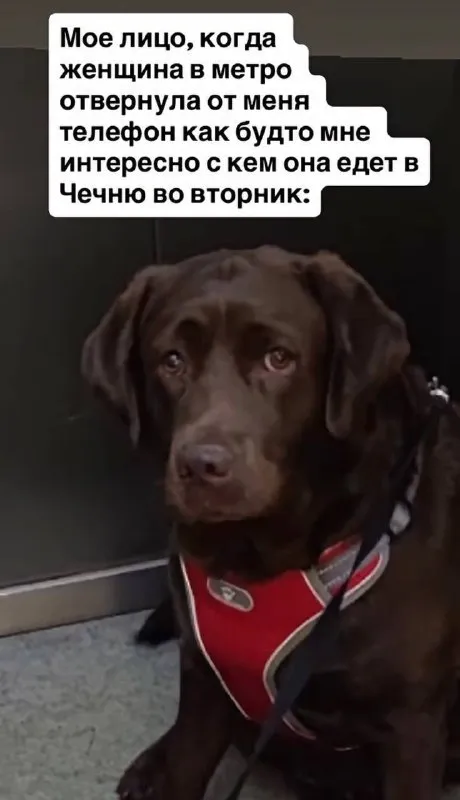 Собака едет в Чечню