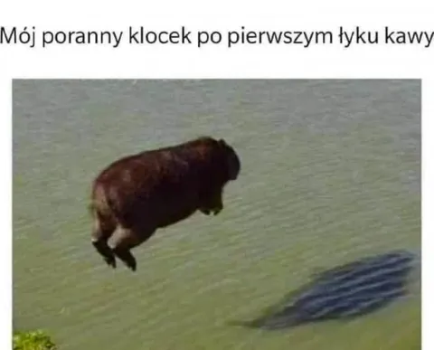 Poranny klocek po kawie