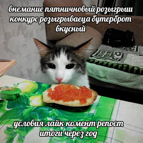 Кот и бутерброд с икрой