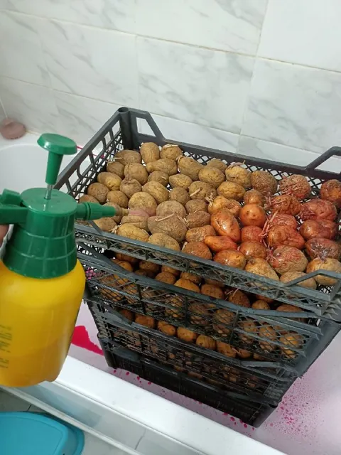 Картошка снова готова к посадке