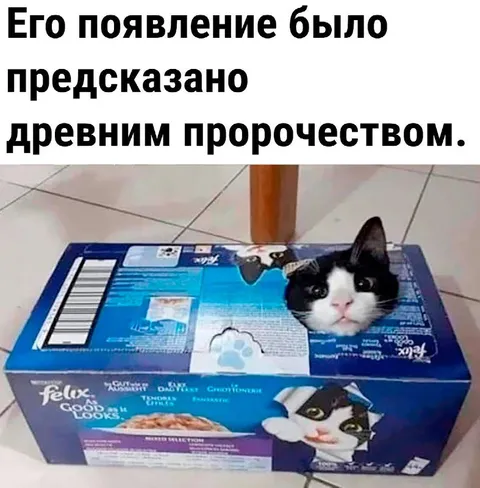 Древнее пророчество о коте