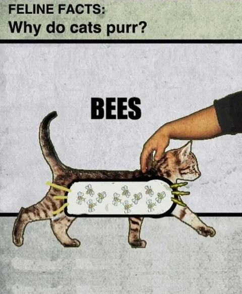 Why Do Cats Purr? Bees