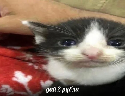 Дай 2 рубля котёнок