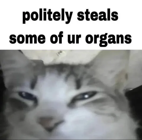 Cat Steals Your Organs Politely