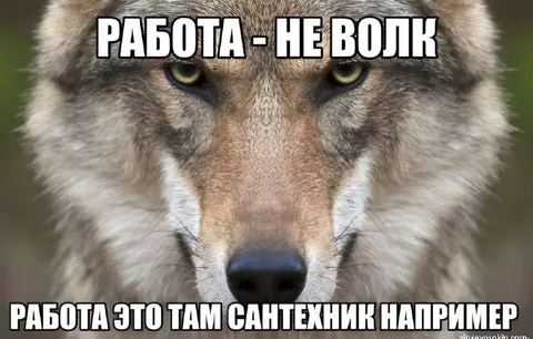 Работа не волк, а сантехник