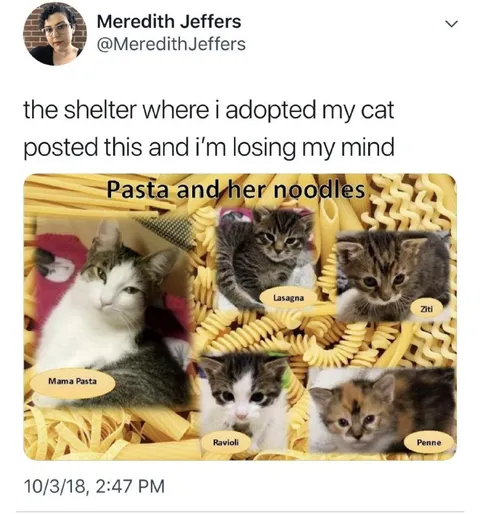 Pasta Cat Family