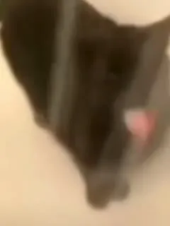 Funny Cats Doing Weird Things