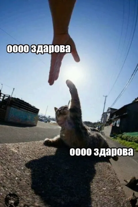 Кот здоровается лапой