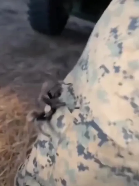 Camouflage Walk Ends in Death