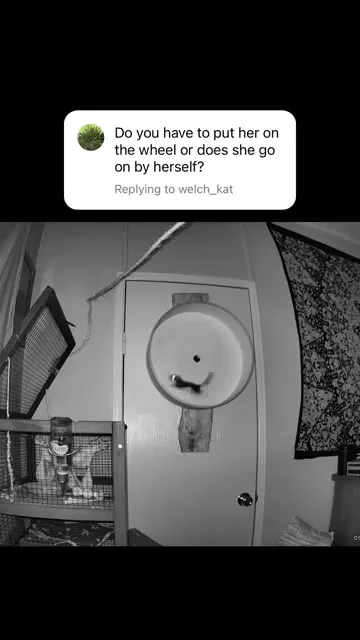 Hamster Runs the Wheel Alone
