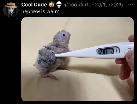 Warm Nephew Temperature Check