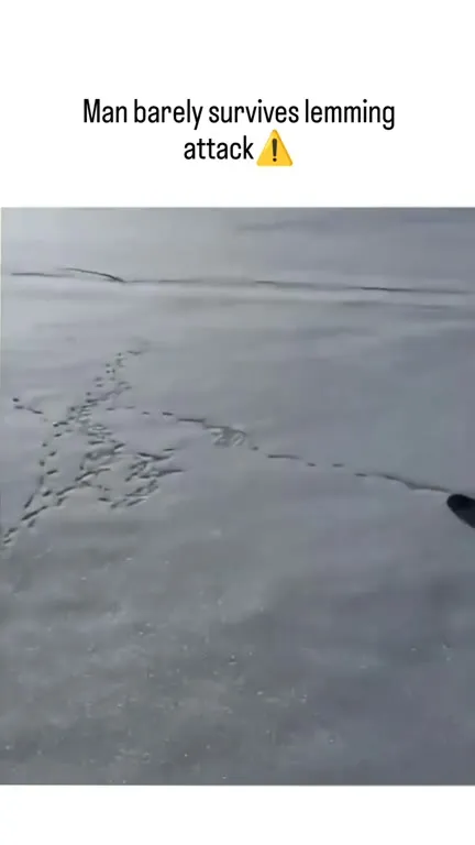 Man Barely Survives Lemming Attack