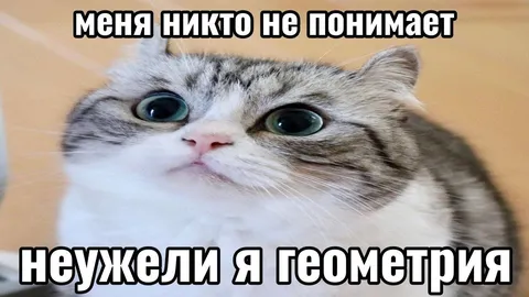 Кот, которого никто не понимает
