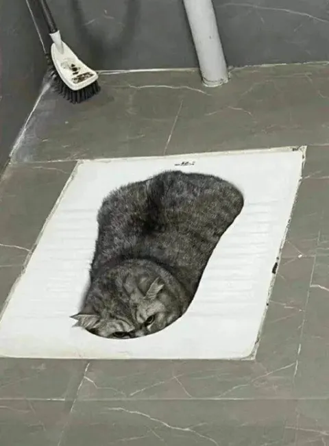 Кот в дыре на полу