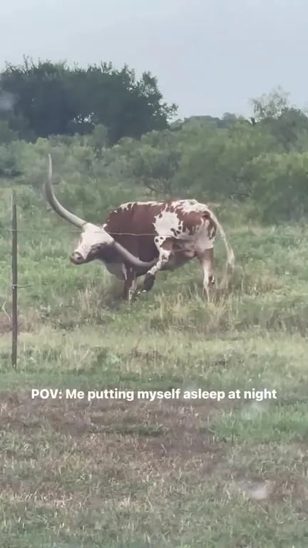 Bull Putting Itself to Sleep