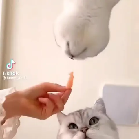 Кот и морковка в упор