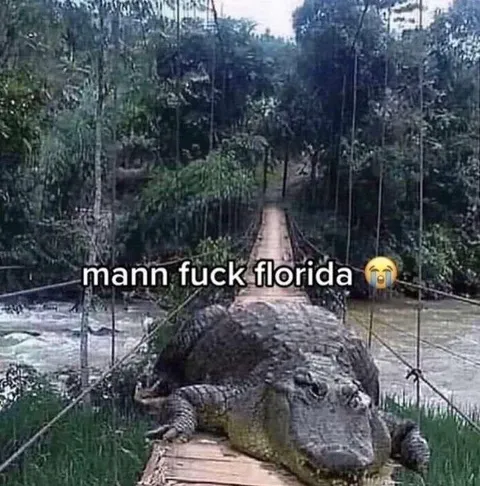 Alligator Blocks the Bridge