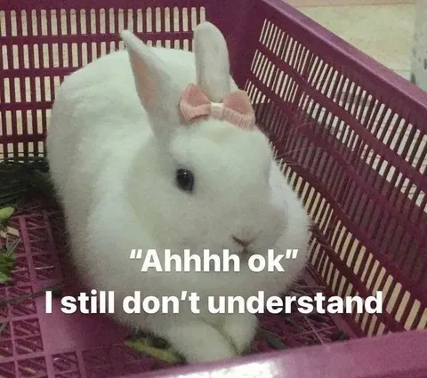 Confused Bunny Still Doesn’t Understand