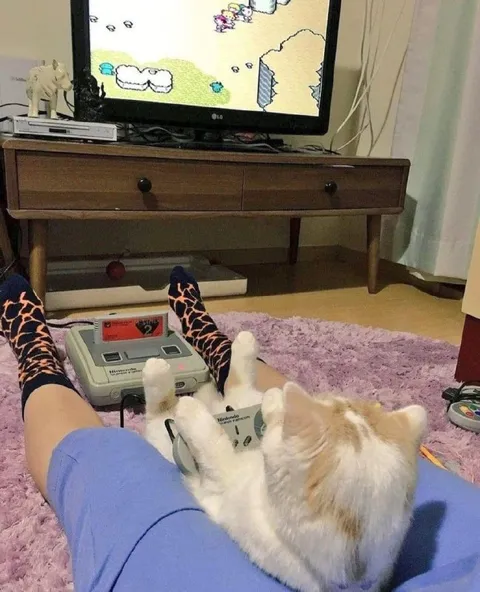 Кот играет в приставку