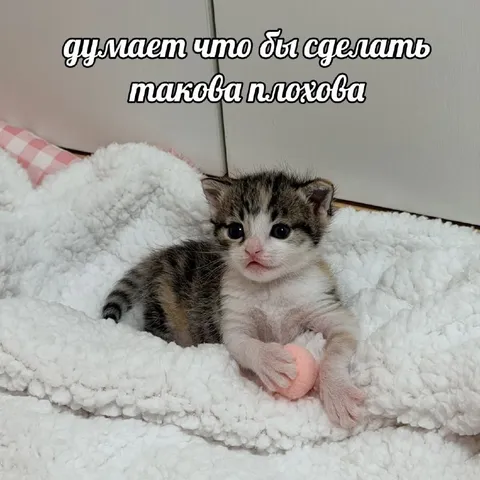 Думает, что бы сделать плохого